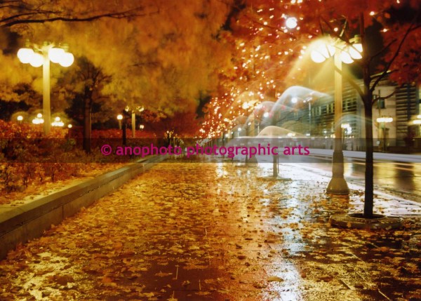 Autumn Leaves at Night